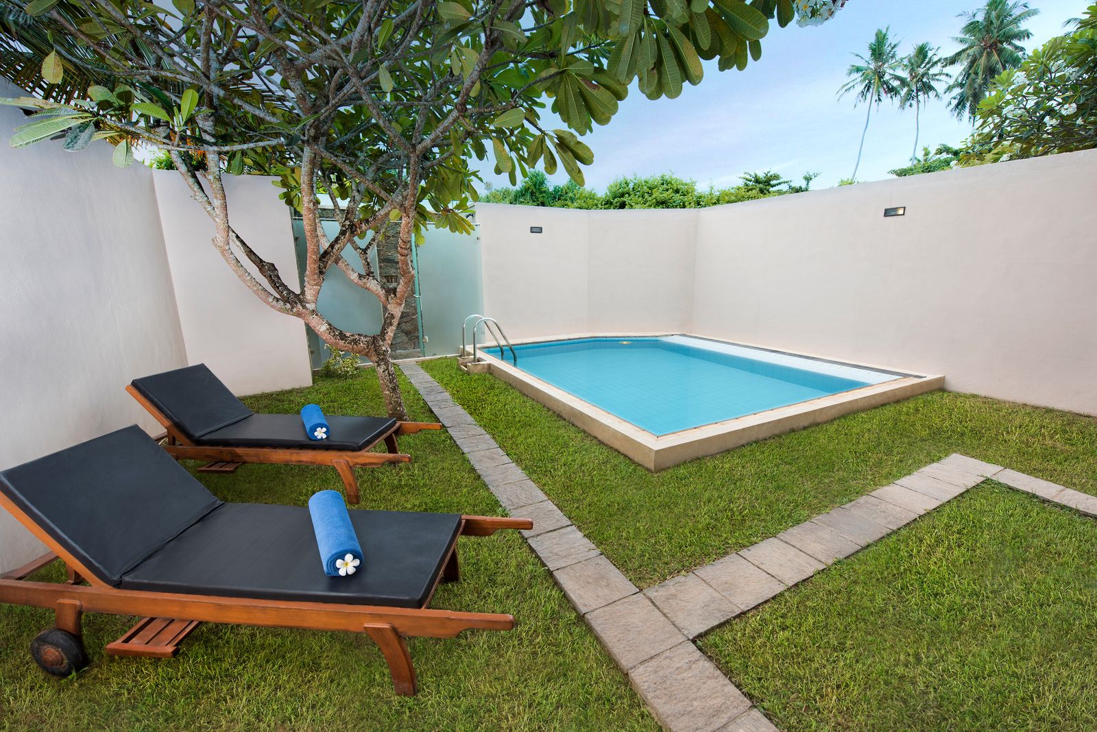 A small private plunge pool in a lawn enclosed by white walls, with 2 sun loungers under a frangipani tree